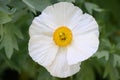 California tree poppy Romneya coulteri, magnificent white flower with yellow stamen Royalty Free Stock Photo